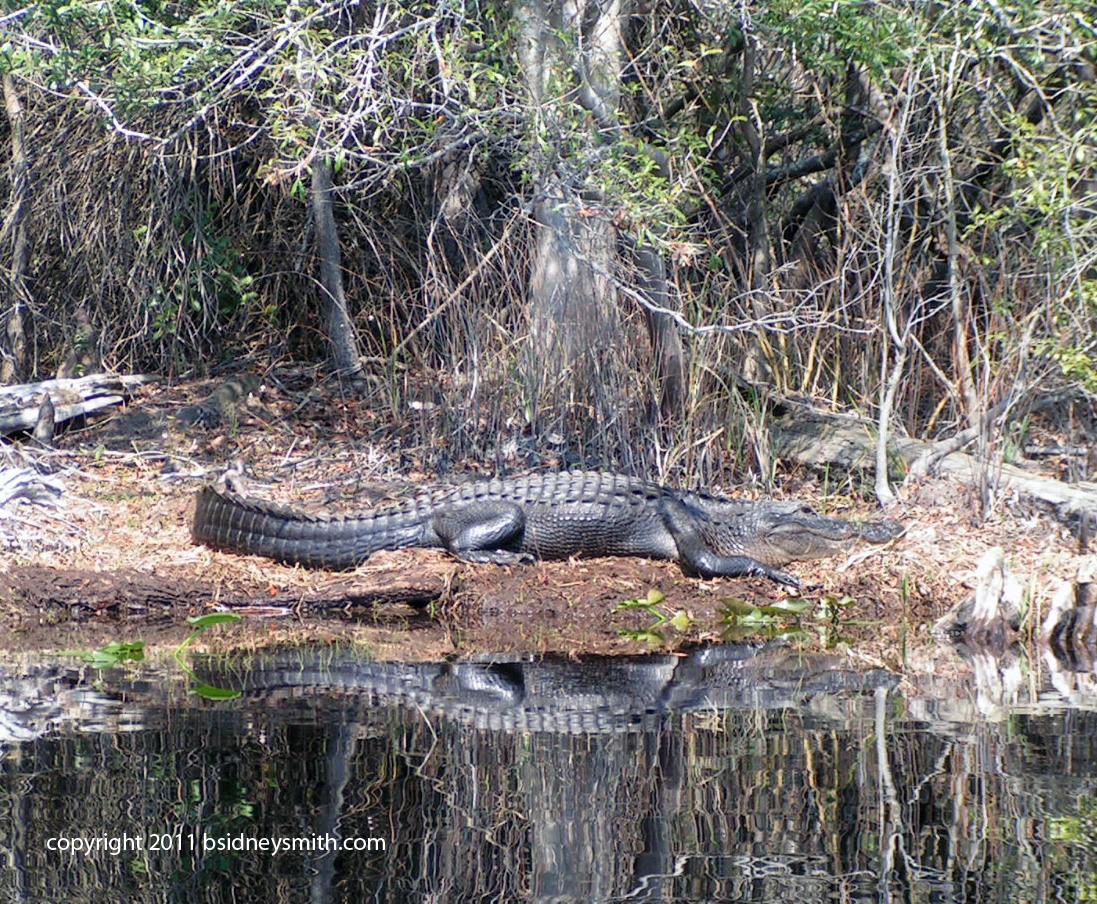 the first alligator