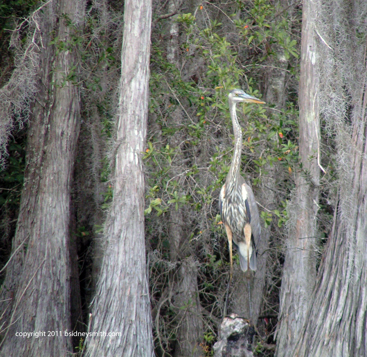 great blue heron