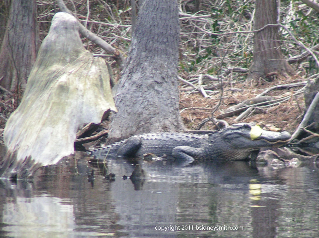 alligator with lily on its nose