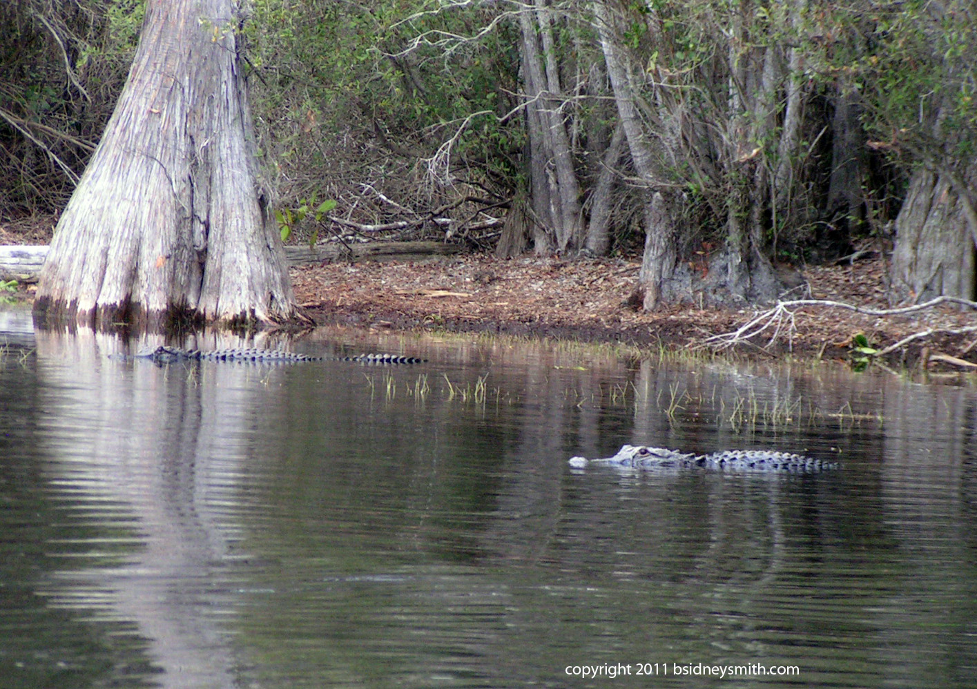 alligators approaching