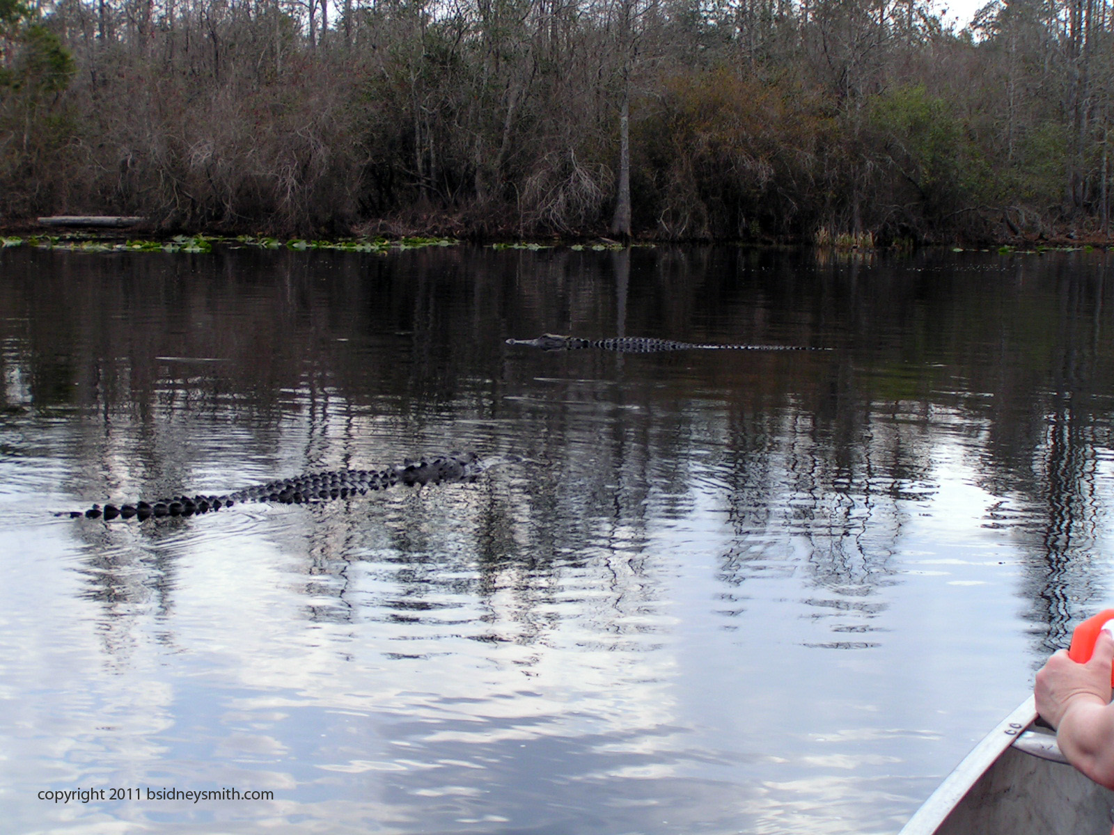 alligators yet closer