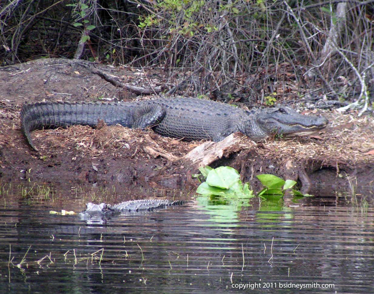 alligator on the shore